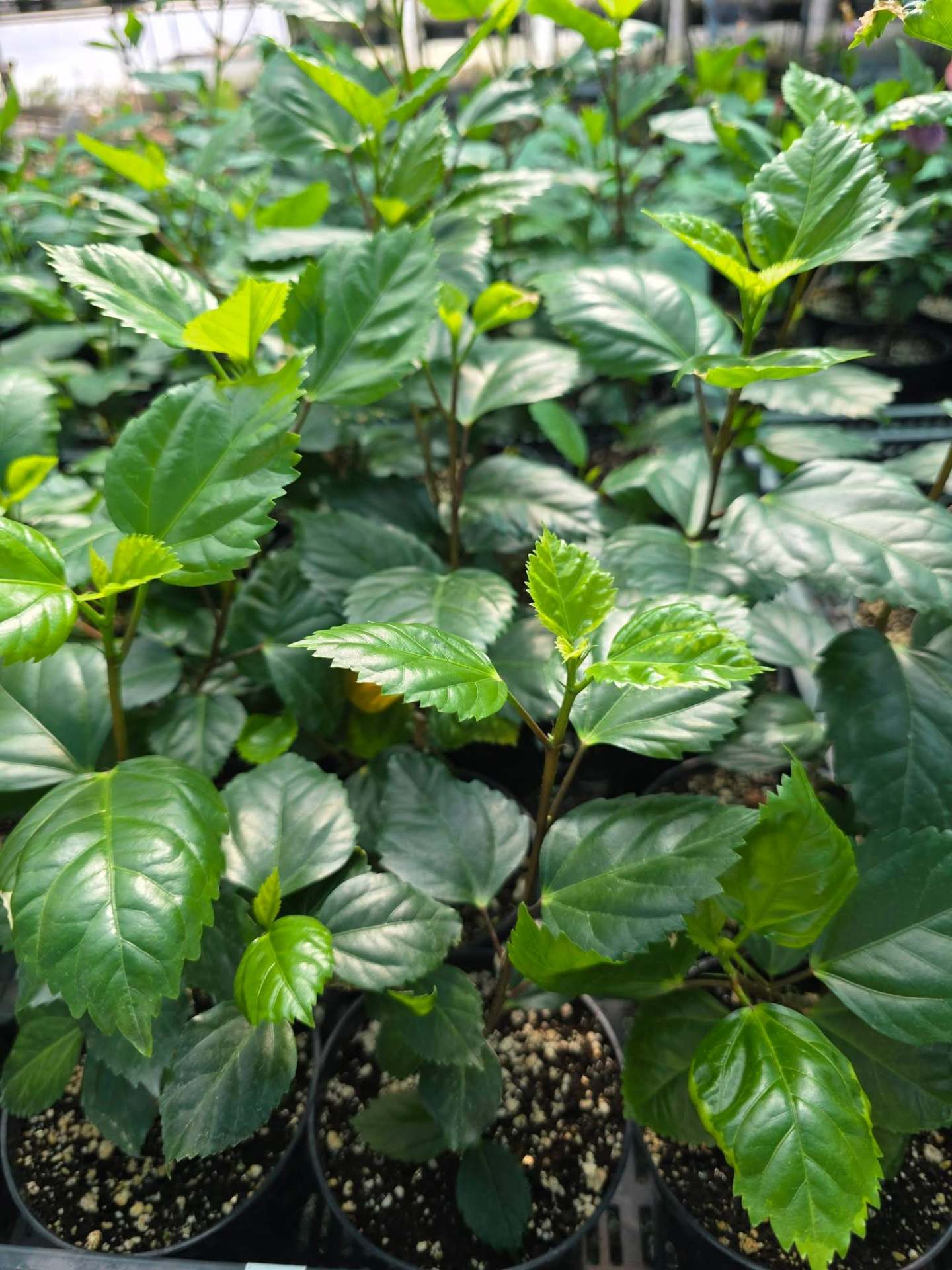 Propagation & breeding