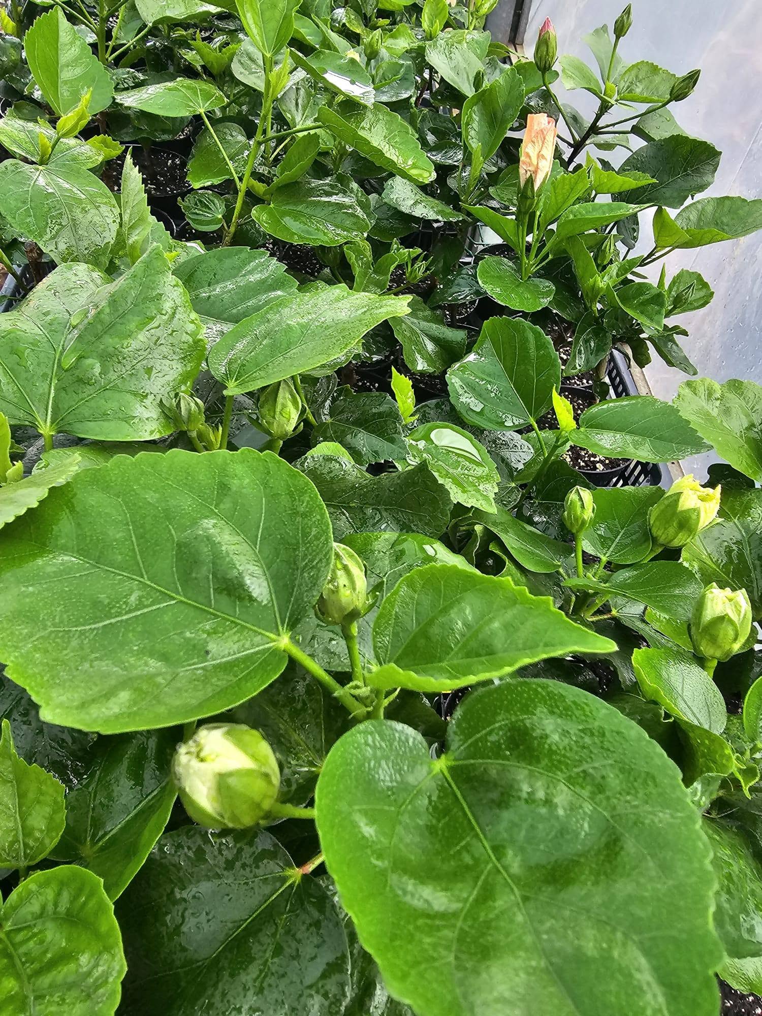 Hybrid grafting